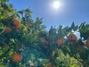 肥のあけぼのみかん 長崎県雲仙市産 