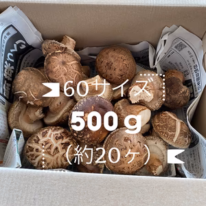 岡山県津山市産の、今が旬！肉厚すぎるシイタケ