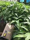 ☆美味しさ満点 女性におすすめ☆くうしん菜とお米セット☆