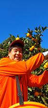 　新❗️ハッピーおじさんの由良みかん　(=^ェ^=)　～田口早生～ 