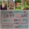 11/17～11/23ゆるり畑の週替り野菜セット【農薬不使用冷蔵便】