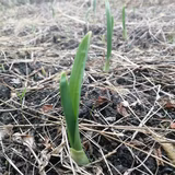 自然まるやさい