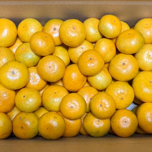 極早生みかん　有機肥料使用　熊本県河内産