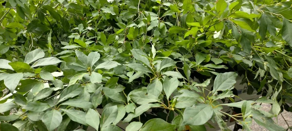 福来茶（黒文字茶　クロモジ茶　葉茶）
