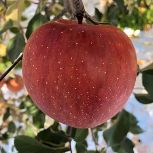 蜜入りサンフジりんご