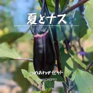 夏となす【ナスが主役の夏野菜つめあわせセット】
