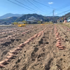 しっとりスイーツ系「自然栽培干し芋」（大分県産、栽培期間中農薬・肥料不使用）