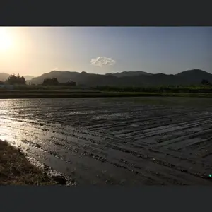 果樹農家が作ったコシヒカリ30キロ玄米