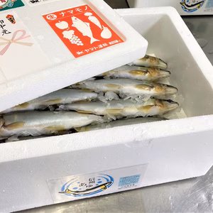 【ポケマルの夏ギフト】ワンランク上の鮎「信州あゆ」大きめ10尾【生鮮】お中元