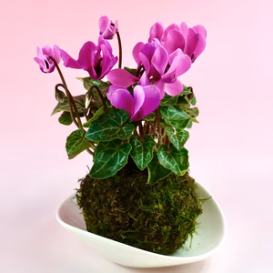 苔玉　シクラメン　(ピンク系)液肥付