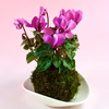 苔玉　シクラメン　(ピンク系)液肥付