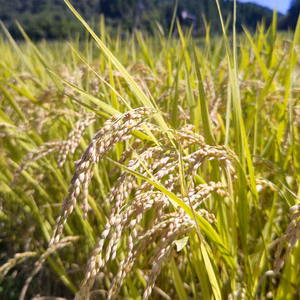 令和6年産　湧水町産米ヒノヒカリ