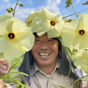 美人薄明　花オクラ