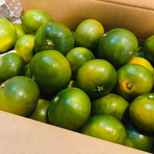 完売】また来年！残り17kg最後の1個まで石積み段々畑直送極早生