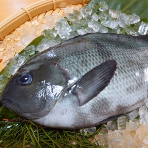 【夏でも美味しい！】『養殖メジナ』神経締め付