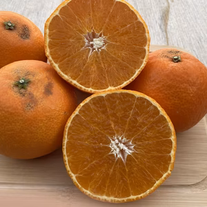 【愛媛県限定栽培】太陽と海のまどんな《訳あり品》