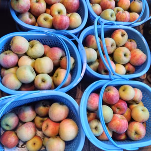 訳あり！！数量限定☆シナノリップ　　色付き悪し　加工に近い☆