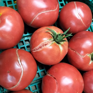 手作りケチャップ作ってみませんか?訳あり完熟トマトを冷凍!トマト4ｋｇ〜　