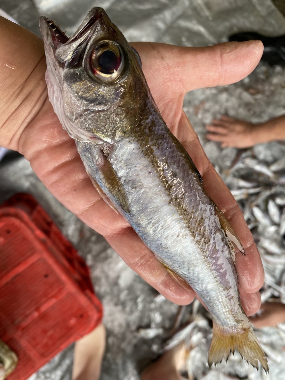 父の日ギフト 銀ムツの子だからシンムツ100g前後 800ｇ 8 10尾 農家漁師から産地直送の通販 ポケットマルシェ