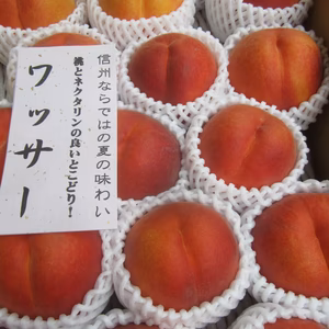 ワッサー　夏ギフト ご贈答好適品　2.8キロ 　只今ご好評収獲・発送中