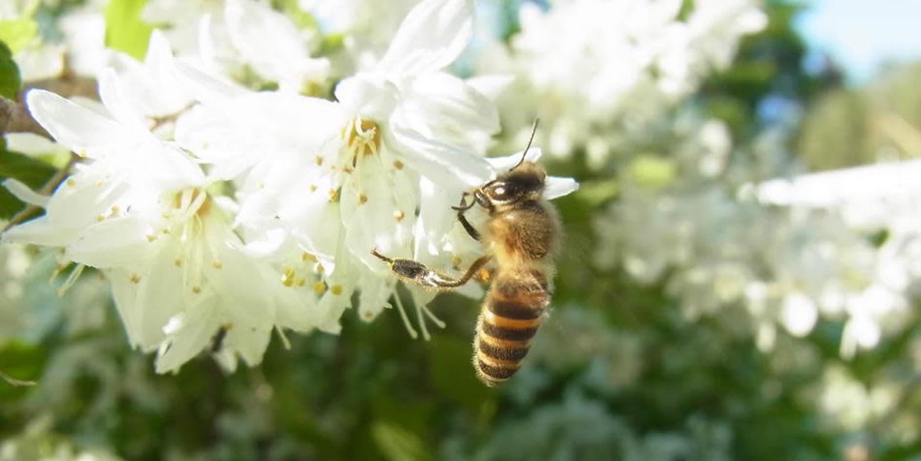 西洋ミツバチと日本ミツバチはどこが違うの？養蜂家さんに教えてもらい ...