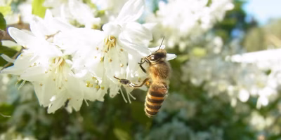 西洋ミツバチと日本ミツバチはどこが違うの？養蜂家さんに教えてもらいました