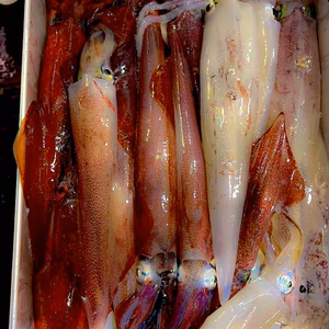 釣りたて‼️ケンサキイカBOX （真空急速冷凍）