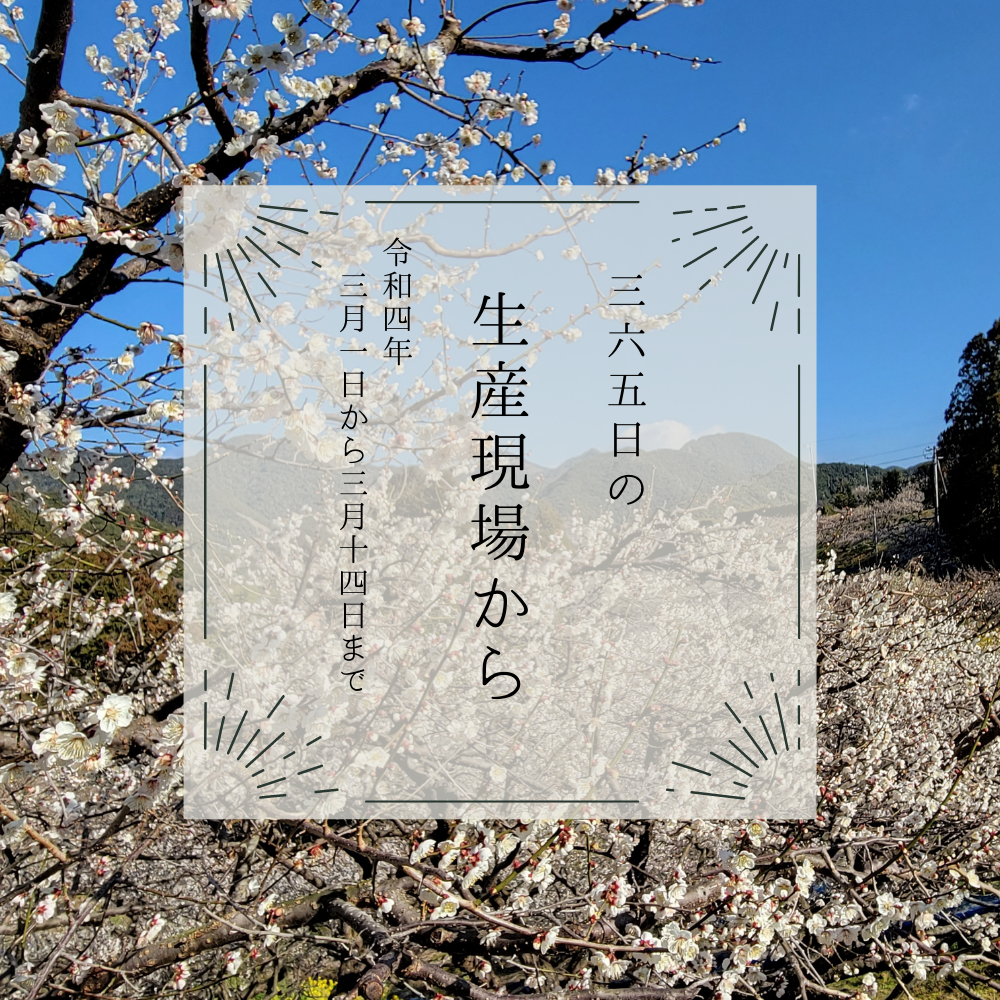 3月1日から14日の生産現場から、春分の31投稿！ | 農家漁師から産地