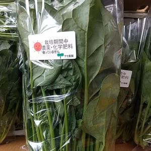 赤ちゃんからお年寄りまで　ほうれん草　無農薬・無化学肥料