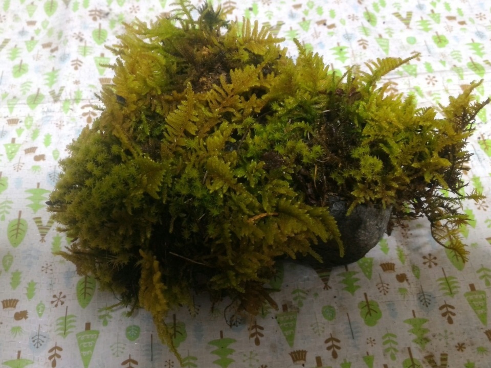 観賞用 花 植物 苔むし石 コケむし石 約 １３cm ８cm 高さ８cm 農家漁師から産地直送の通販 ポケットマルシェ