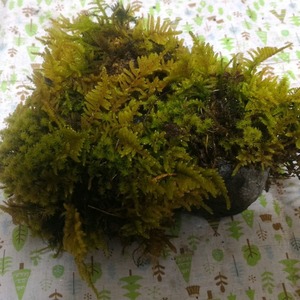 【観賞用 花・植物】【苔むし石　コケむし石】【約　１３cm×８cm　高さ８cm】