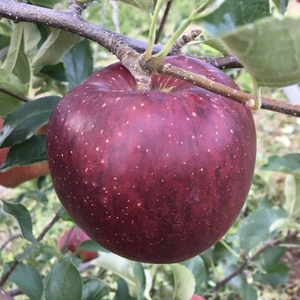 秋映 贈答品✨シャキッと食感！味も色も濃い秋のりんご！