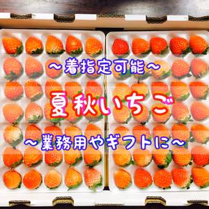 【35玉/着指定可能】青森県下北産　夏秋いちご「すずあかね/赤い妖精」【業務用】