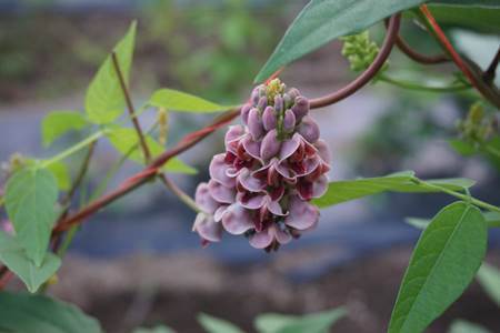 咲き始めたアピオスの花と ただの草取りの話 農家漁師直送のポケットマルシェ