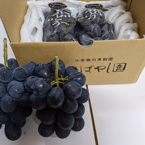 良品　ナガノパープル　2房