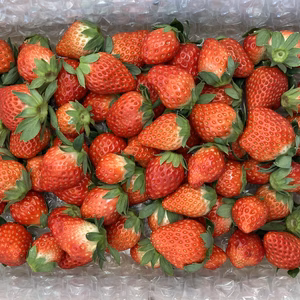 【初収穫！】MIXいちご　3kg 『バラ詰め』 紅ほっぺ