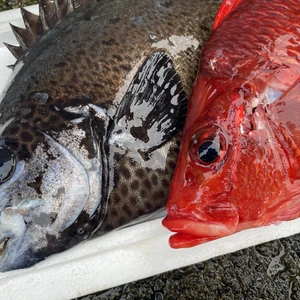 【魚突き】トガリエビス1.3kgイシガキダイ1.3kg 鱗、内臓処理済