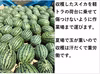 甘い！うまい！可愛い小玉スイカ！残暑・お彼岸向け＜１個＞