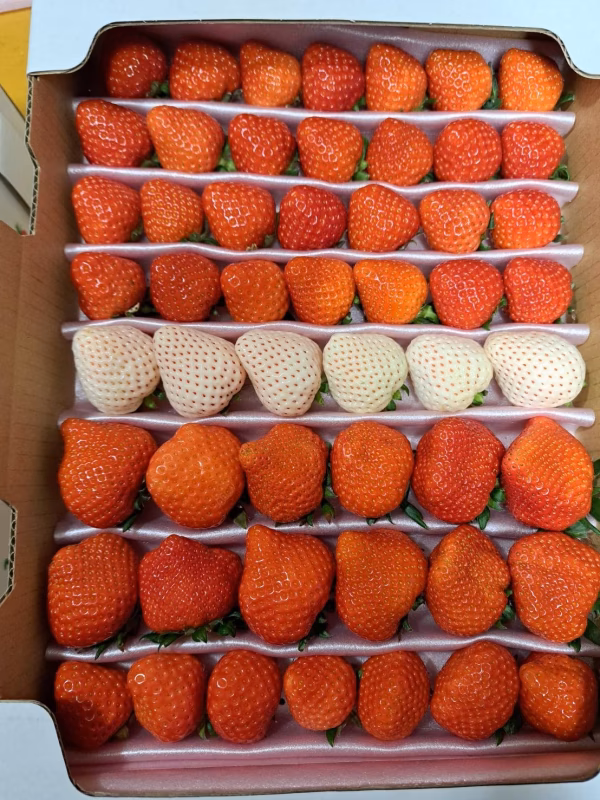 【まとめて送料無料】白イチゴが入った！サイズお任せ！