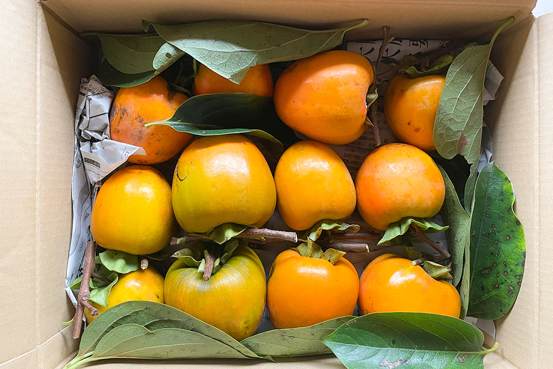 ともみ出品ページ加工用渋柿合計20Kg 10月20日頃から発送【干し柿用】自然栽培 干し柿用 渋柿 2kg（10