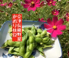 会津伝統野菜かおり枝豆「手もぎ」農薬化学肥料不使用栽培+訳あり小菊かぼちゃカレー