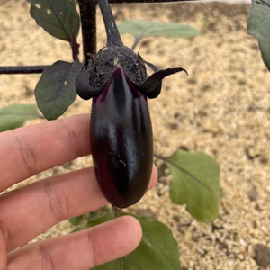 ナス一番果。ただ落としてしまうのももったいないから。