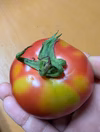 完熟！中玉トマト[自然栽培][訳あり][リピーター多数]：メニーナ
