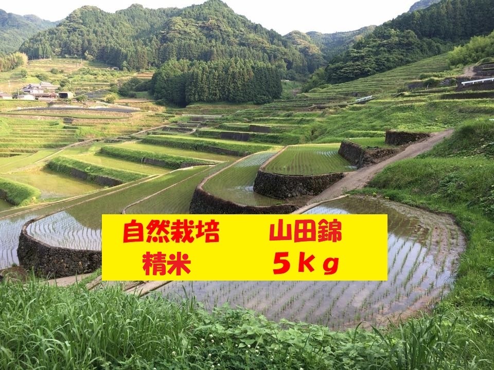 イセヒカリの産直通販・お取り寄せ商品｜ポケットマルシェ｜産地直送で