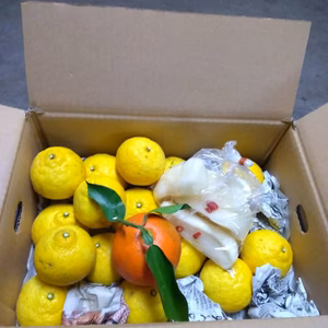 はるか-レモン色の甘い柑橘- お漬物付 限定20箱