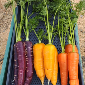 お徳なジュース用！自然農法のニンジン