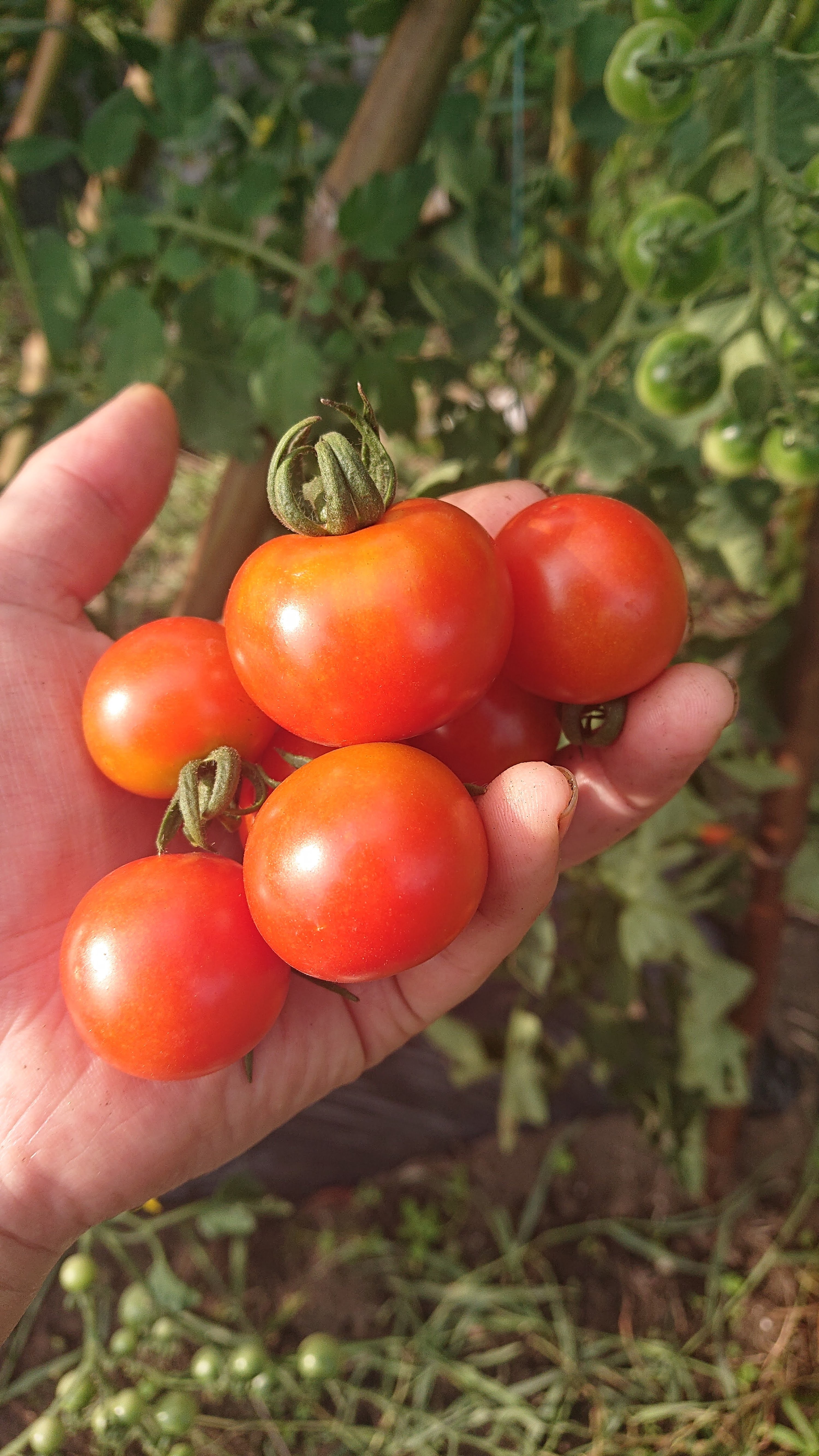 露地栽培で作られたミニトマト1キロ|野菜の商品詳細|ポケットマルシェ|産直(産地直送)通販 旬の果物・野菜・魚介をお取り寄せ ミニトマト 約800g 新鮮 農薬不使用