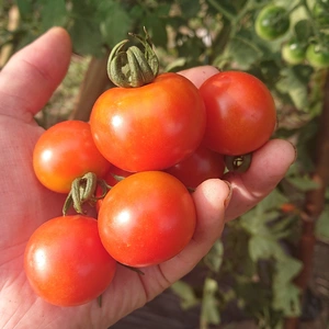 露地栽培で作られたミニトマト1キロ