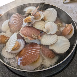 青森県むつ湾産ベビーホタテ