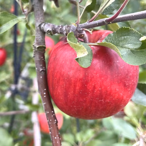 【シナノスイート】シャリ甘・ジューシー家庭用